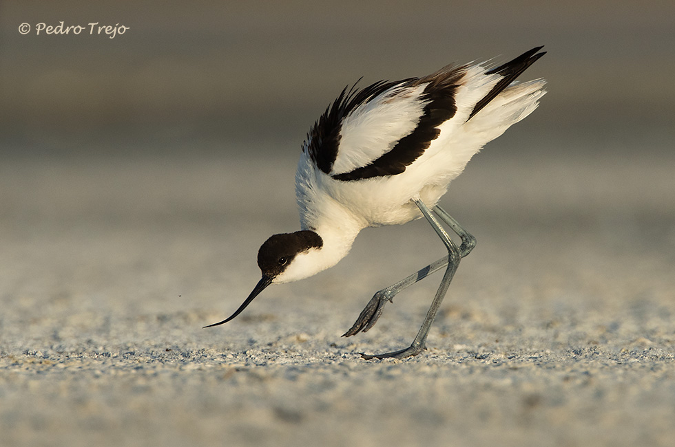 Avoceta (Recurvirostra avosetta)